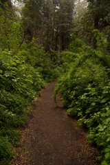 Hiking in the woods. View of the dirt path across the green forest.