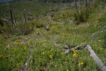 Patagonia flora. View of Alstroemeria aurea, also known as Amancay, yellow flowers and green...