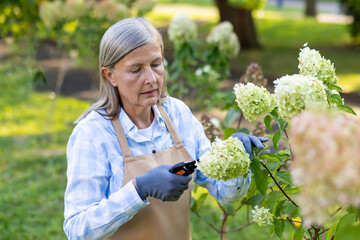 A mature woman with gray hair is pruning hydrangea flowers in a sunlit garden, reflecting a serene...