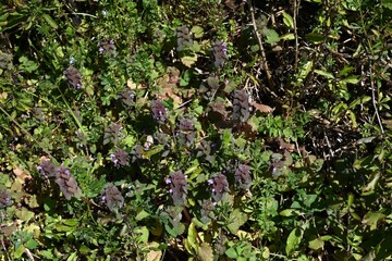 Red deadnettle flowers. A Lamiaceae that grows along roadsides and produces red-purple lip-shaped flowers in spring.