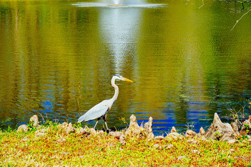 A Florida community pond in spring