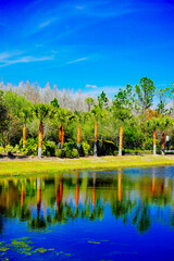 A Florida community pond in spring