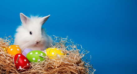 white little rabbit and easter eggs - 747542803