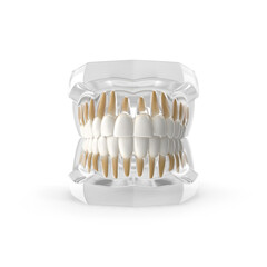 Transparent Dental Typodont Teeth Model