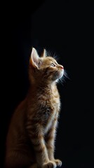 Red kitten on a black background