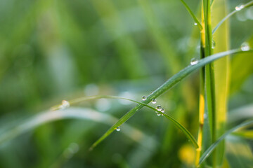 grass with dew drops