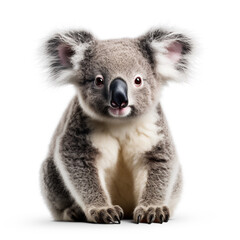 Fototapeta premium photo of a koala on a white background сreated with Generative Ai