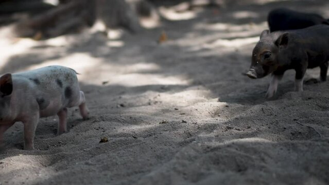 A spotted piglet explores the sandy grounds of a farmyard, with blurry figures of other pigs in the background, highlighting a sense of freedom and natural living.
