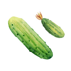 Green cucumbers. Big and small, top view. Hand drawn botanical watercolor illustration on white background.