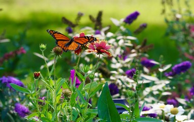 Monarch Butterfly in the Garden 