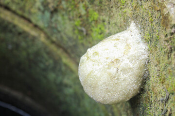 Gray foam nest tree frog or Southern foam nest tree frog