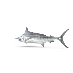 White Marlin Fish