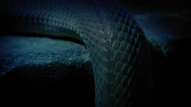 Snake Slithering Up Over Ledge In The Dark
