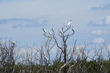 Flock of Great Egrets arched in a tree, under a blue sky
