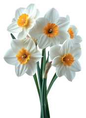 bouquet of white yellow daffodil flowers isolated