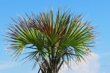 Palm tree branches on blue sky background in Florida nature