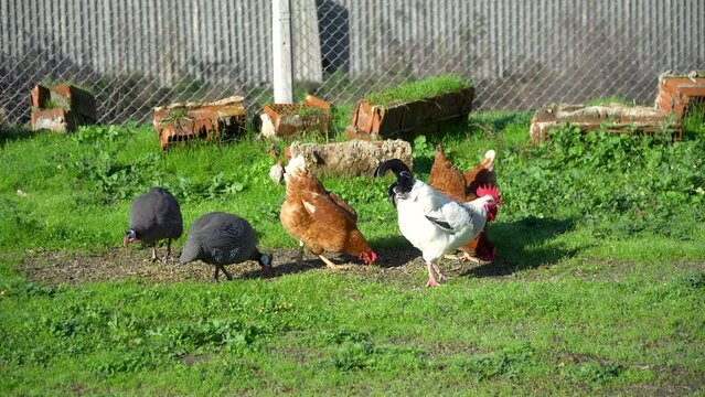 Chicken and rooster with guineafowl (Numida meleagris) strolling across a grassy field