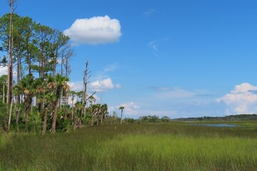 Beautiful view on rivers and marshes in North Florida nature - obrazy, fototapety, plakaty