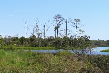 Beautiful view on rivers and marshes in North Florida nature