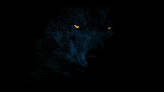 Wolf Growls In Darkness With Bright Eyes