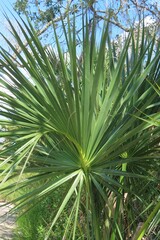 Beautiful palmetto branches in Florida nature, closeup