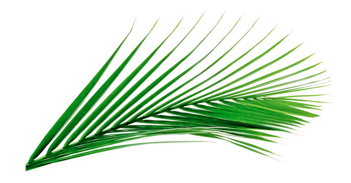 Green leaves pattern,leaf palm tree isolated on white background