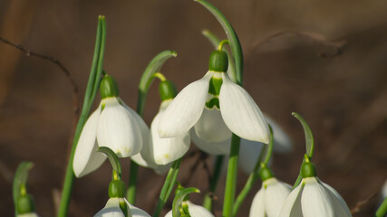 Close-up of snowdrops. Snowdrops in the sunlight