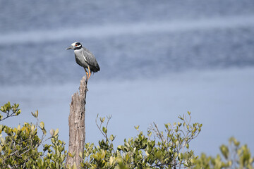 Yellow-crowned Night Heron perched on top of a tree
