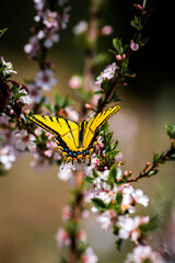 Butterfly landing on Cherry Blossoms, Springtime