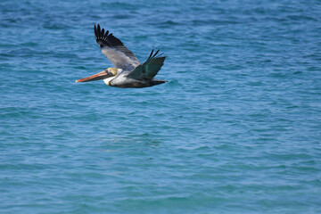 Brown Pelican hovering over the sea