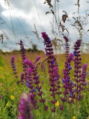 purple sage in the meadow 
