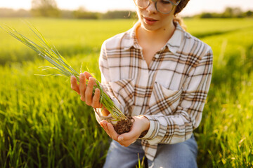 Young Green wheat seedlings in the hands of a woman farmer. Organic green wheat in the field. Agro...