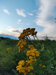 flowers on a hill