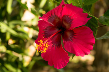 Hibisco flor cor vermelha com um talo no centro de suas pétalas e pequeno esporos de cor amarela. 