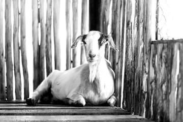 Cabrito, cabra, bode deitado ao lado de uma cerca de bambu. 