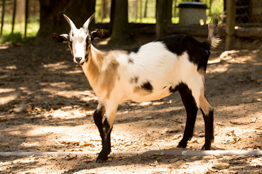 Cabrito, cabra ou bode animal criado para produ&ccedil;&atilde;o, de carne, leite, queijo e couro. 