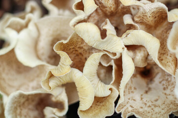 mushrooms on trees