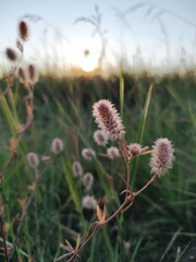 Obraz premium flowers in the field