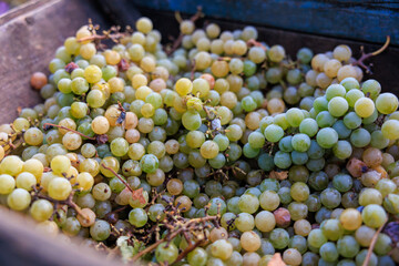 Grapes in a crusher at home farm wine production. Background with selective focus and copy space