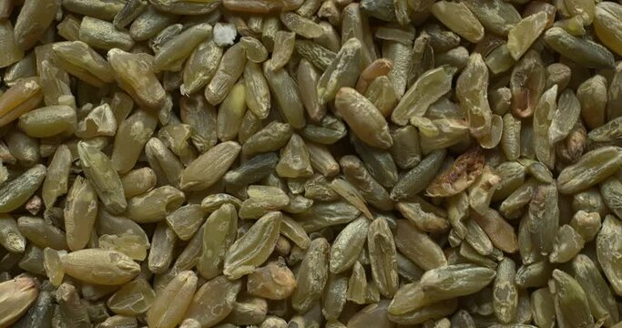 Close up view of freekeh grains as an abstract food texture. The cereal made from immature, green, fire roasted wheat to make a healthy, low-glycemic-index food. Table spin.