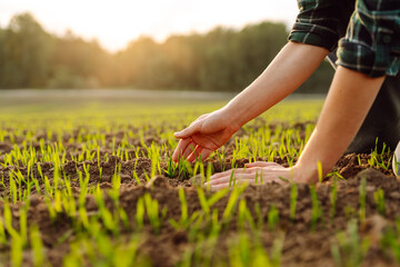 New harvest. Farmer analysis the progress of the new seeding growth. Concept of gardening, ecology.