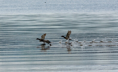 seagulls on the water