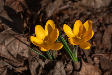 Obraz premium Crocuses