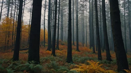 Fototapeten Autumn forest, view from the inside © Владлена Демидова