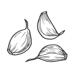 Clove of garlic vector icon. Outline vector icon isolated on white background clove of garlic . - obrazy, fototapety, plakaty