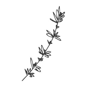 Rosemary hand drawn sketch isolated on white.