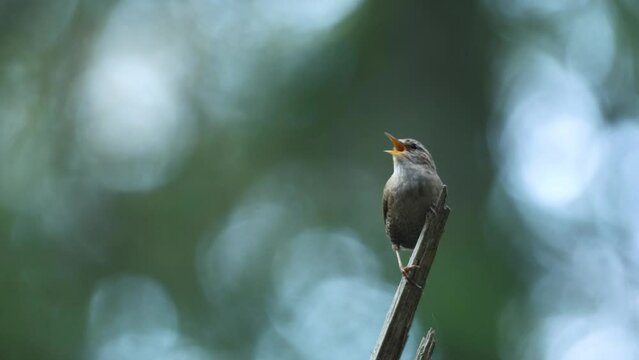 A mousy little bird, the Eurasian wren perched on a dead tree and singing on a spring evening in Estonian boreal forest, Northern Europe