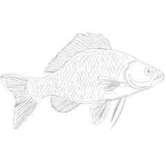 Vector drawing of flat-headed carp fish (cyprinus perezi), sketch, pencil