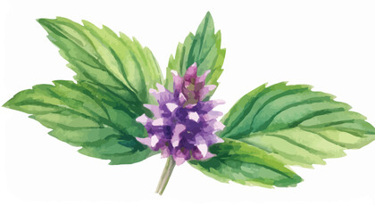 watercolor drawing flower of Korean mint, Patchouli, wrinkled giant hyssop,Agastache rugosa, herb of traditional chinese medicine, hand drawn illustration