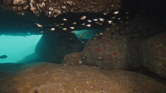 Freediver swims underwater in the sea and explores the cavern with torch